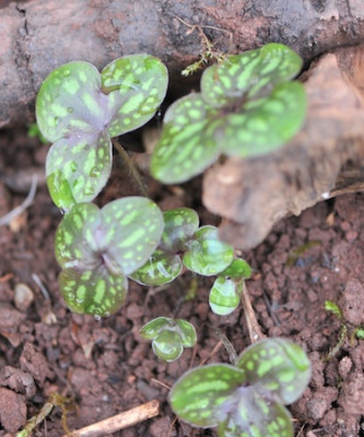 Hep._marbled_leaf.jpg