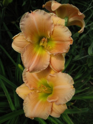Maggie_Fynboe_53612.jpg