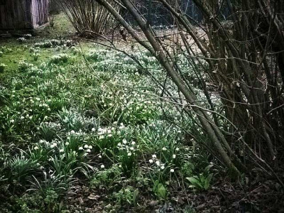leucojum_nivalis.jpg