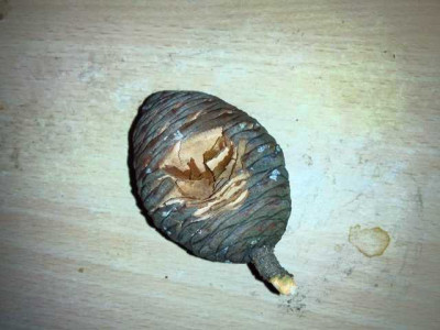 atlantikzederzapfen.jpg