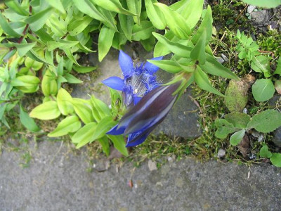 Gentiana_septemfida_legodechiana_Hortu.jpg
