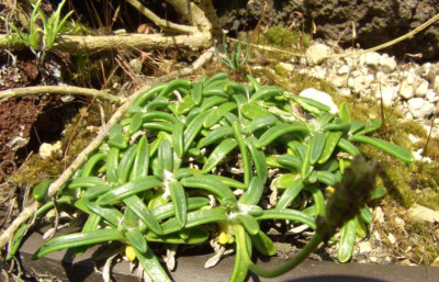 Plantago_schrenkii.jpg