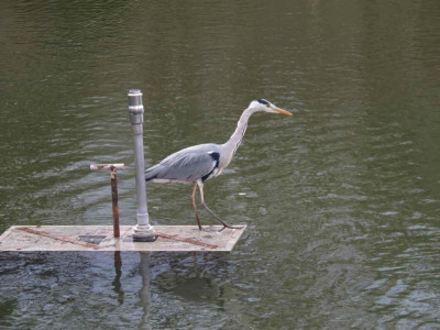 reiher.jpg