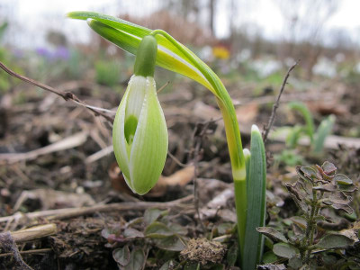 gruenes_Scharlockii_4.3.15_ue.jpg