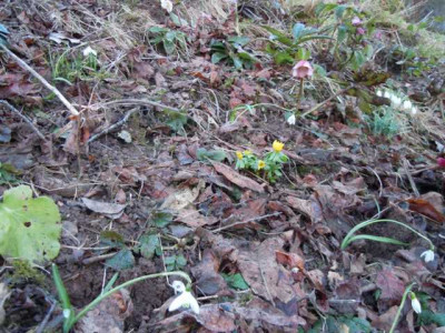 glockchen_helleborushang.JPG