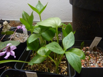 Trillium_chloropetalum2010.jpg