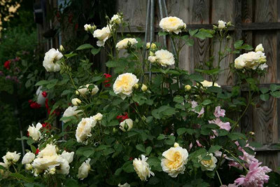 Rose_The_Pilgrim3213a.jpg
