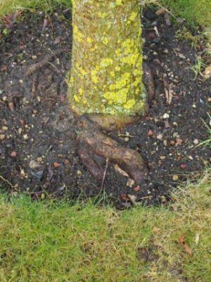 Amberbaum1.jpg