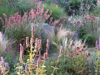 Agastache_und_Co.jpg