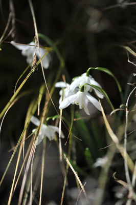 Spring_1.jpg