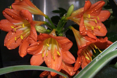 Clivia_miniata_orange.jpg