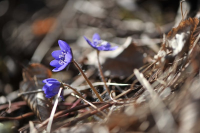 Spring_2.jpg