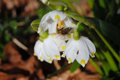k-schneeglockchen_gross_u_klein_092.jpg