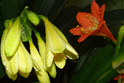 Clivia_miniata_gelb_und_rotorange.jpg
