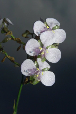 Commelina_albescens.jpg
