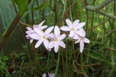 Tulbaghia_maritima.jpg