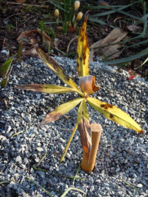 letzte_Helleborus_liguricus_von_S..JPG