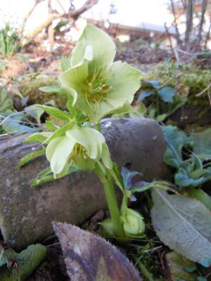 Helleborus_liguricus_holunderblute.JPG