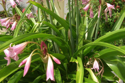 Crinum_x_powellii_Gruppe.jpg