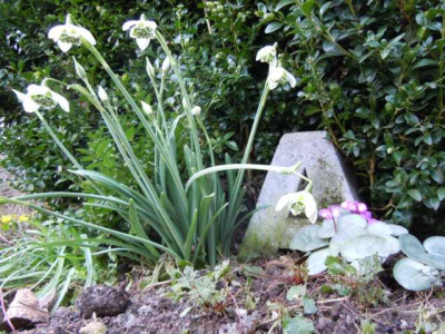 Zauberhafter_7._Marz_2015_Endlich_Fruhling_024.JPG