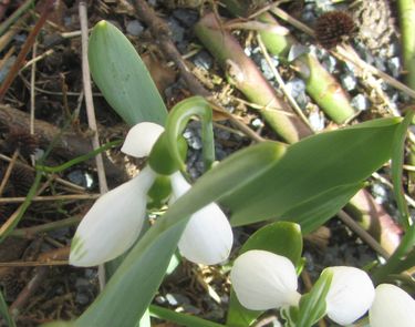 G.gracilis-22.jpg