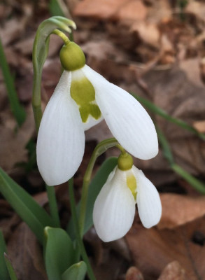 Galanthus_A1_900x900_80KB.jpg