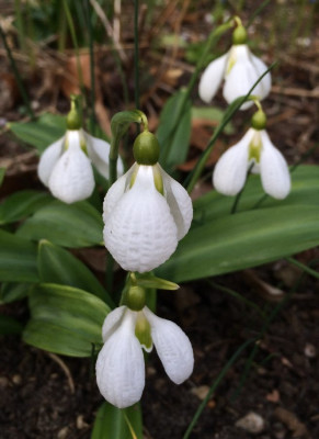 Galanthus_A2_900x900_80KB.jpg