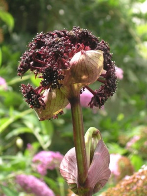 Angelica_gigas_010805.jpg