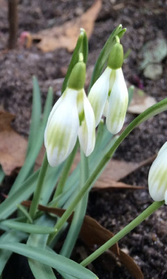 Galanthus_A3_900x900_80KB.jpg