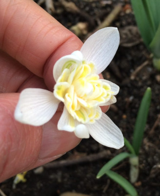 Galanthus_A4_900x900_80KB.jpg