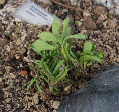 G._altaicum__...__8.3.15_032.jpg