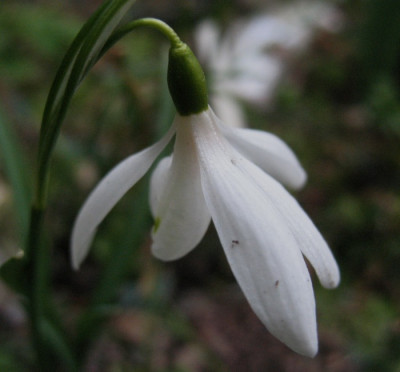 Galanthus_nivalis_Proculiformis_..._8.3.15_052.jpg