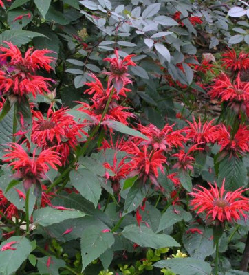 Monarda_Gardenview_Scarlet_0705.jpg