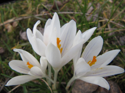 Crocus_Saxdorf_150308.jpg