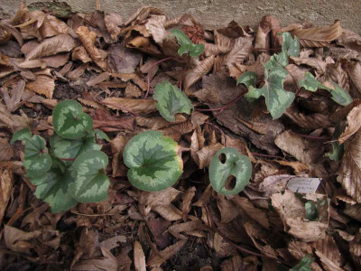 cyclamenfrass1.jpg