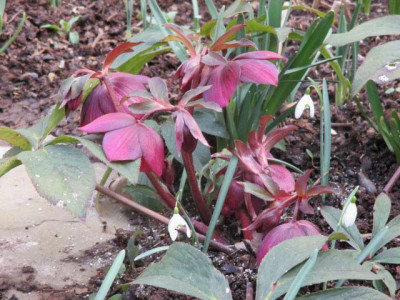 hellebore-dunkel-060315.jpg