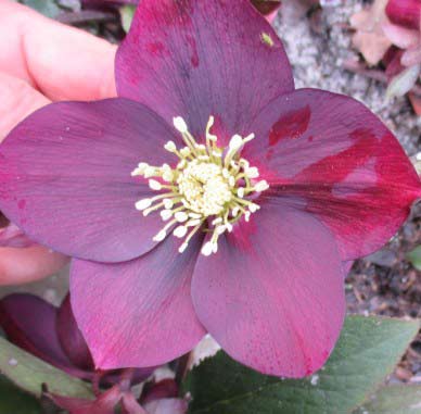 hellebore-dunkel2-060315.jpg