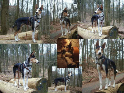 Atzelberg_Collage_pur_klein.jpg