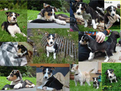 Welpenbilder_Collage_1_Kibo_pur_klein.jpg