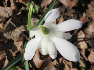 Galanthus_mehrbla776ttrig_1745_-_Arbeitskopie_2.jpg