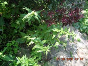 Schwalbenwurzenzian_wei_Gentiana_asclepiadea.jpg