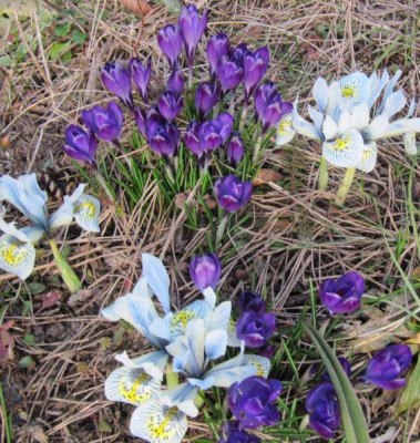 Crocus_und_Iris.jpg