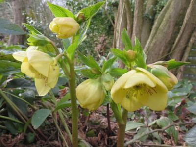 Helleborus_orientalis_gelb_Punkte_1732.jpg