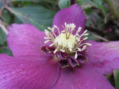 helleborus_Slg.jpg