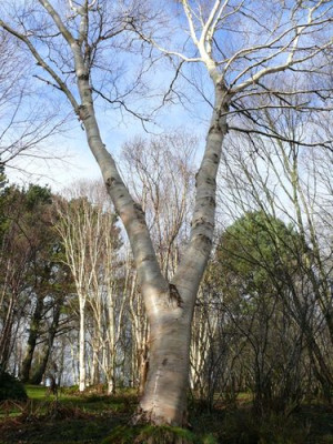 Betula_ermanii.JPG