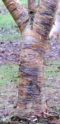 Betula_ermanii_Mt_Zao.JPG