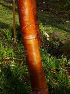 Betula_albosinensis_from_Western_Sichuan.JPG