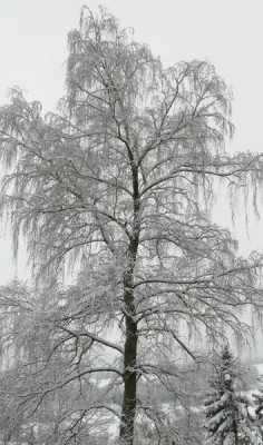Betula_pendula_bei_Iris.jpg