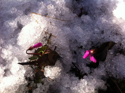 Cyclamen_315.jpg