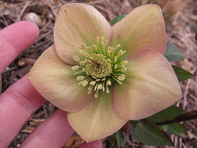helleborus_gba_80.jpg